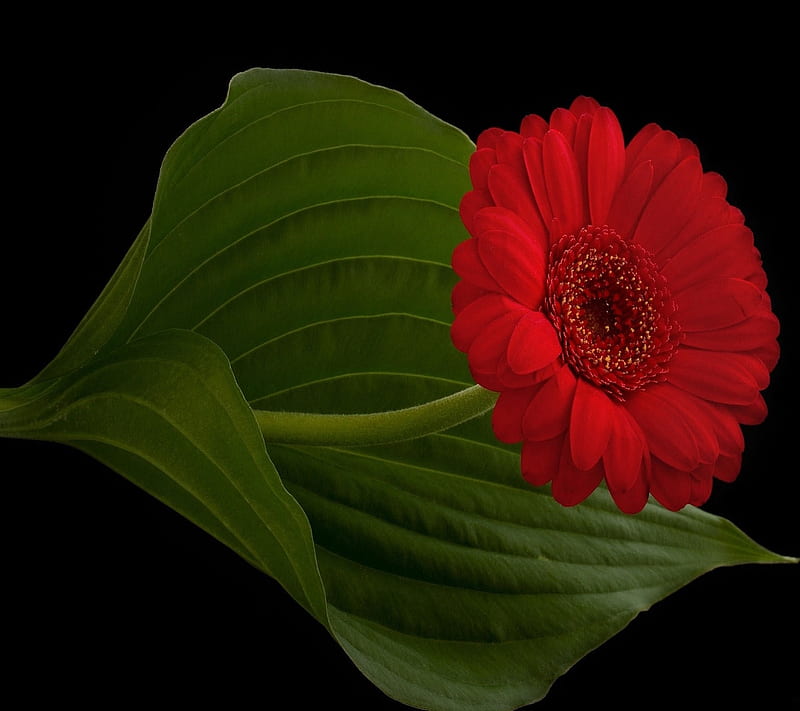 Red Gerbera, flower, nature, HD wallpaper