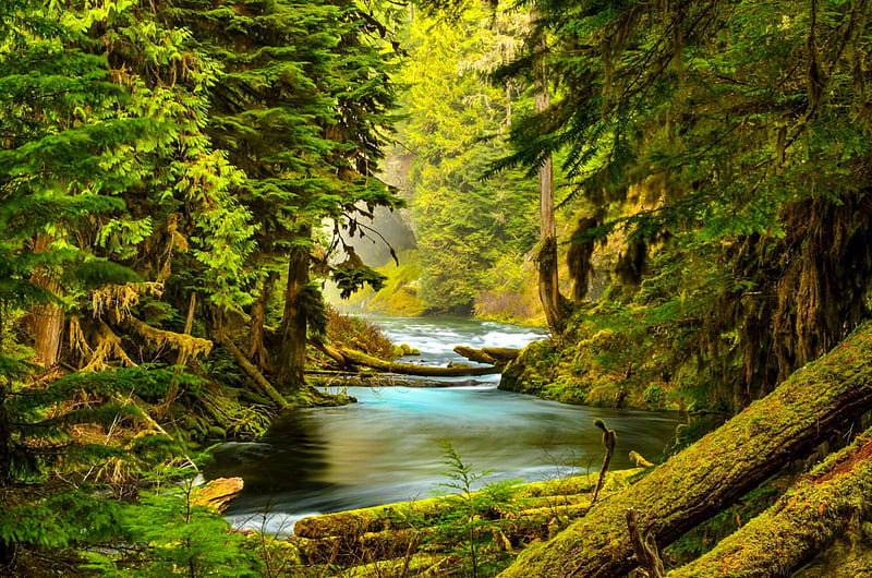 Forest creek, forest, stream, lovely, greenery, woods, bonito, creek ...