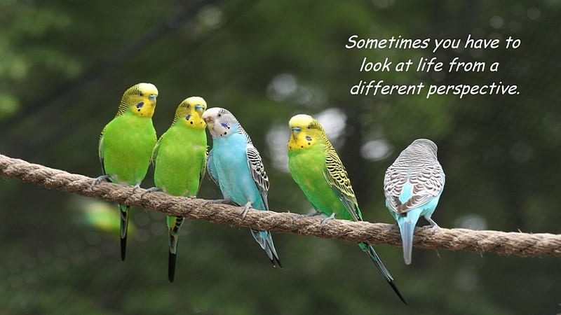 A Different Perspective, parakeet, looking, rope, bird, HD wallpaper