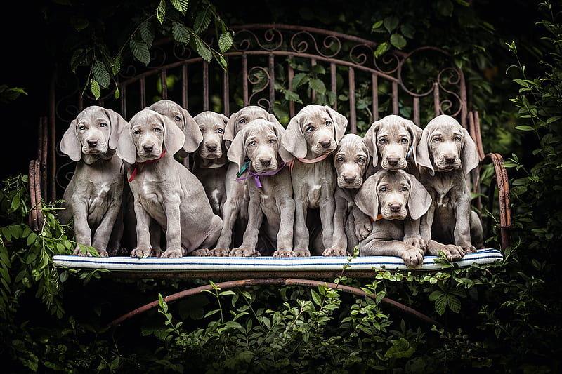Dogs, Weimaraner, Dog, Bench, Puppy, Pet, Baby Animal, HD wallpaper