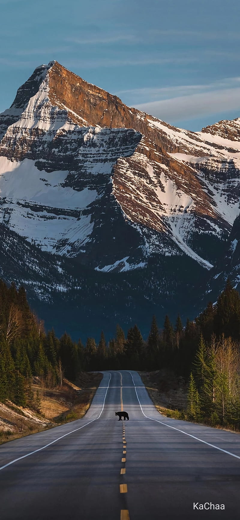 Bear 7, forest, mountain, mountains, road, roads, HD phone wallpaper |  Peakpx