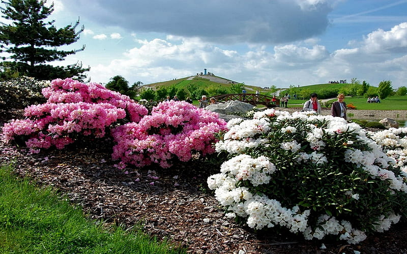 Arbustos en flor de rododendro, cielo, nubes, blanco, arbustos, árbol,  flores, Fondo de pantalla HD | Peakpx