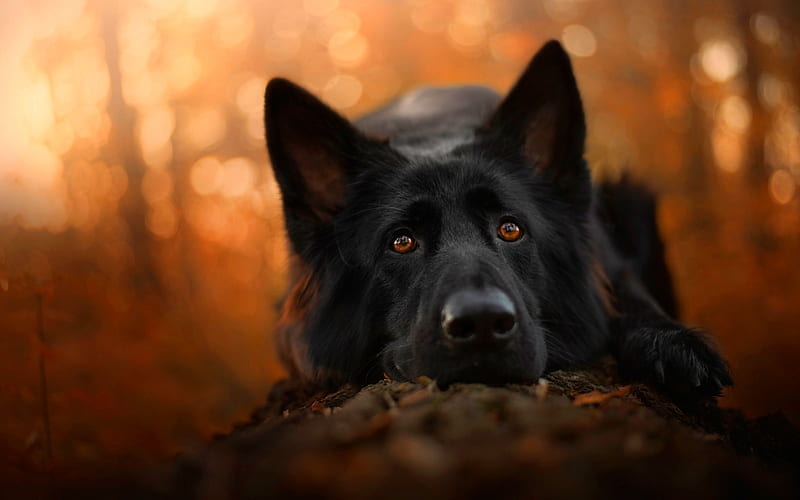 Black German Shepherd, close-up, bokeh, cute animals, autumn, German Shepherd, dogs, black dog, German Shepherd Dog, HD wallpaper