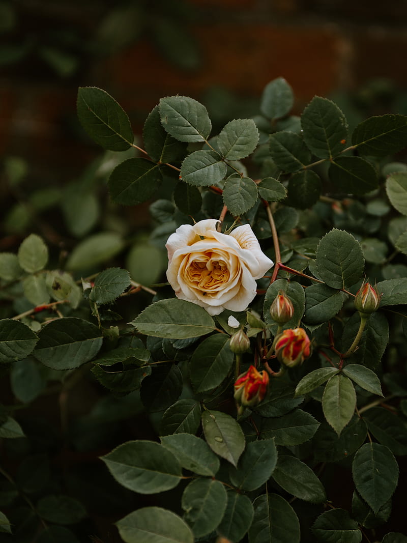rose, flower, plant, bloom, buds, leaves, HD phone wallpaper