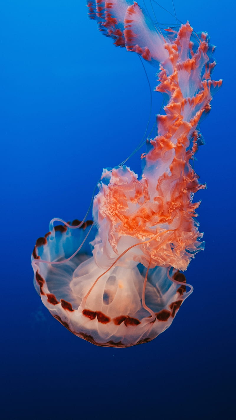 Jellyfish , sea life, underwater, HD phone wallpaper