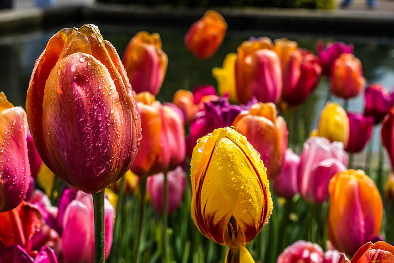 Sea of tulips, colorful, pretty, flower, garden, bonito, park, tulips, sea, HD wallpaper