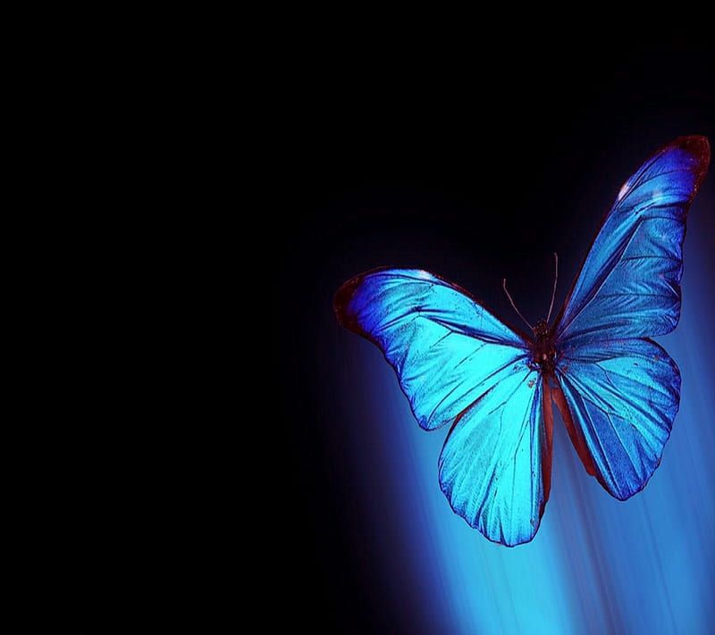 Blue butterfly, animal, cute, lovely, nature, nice, HD wallpaper | Peakpx