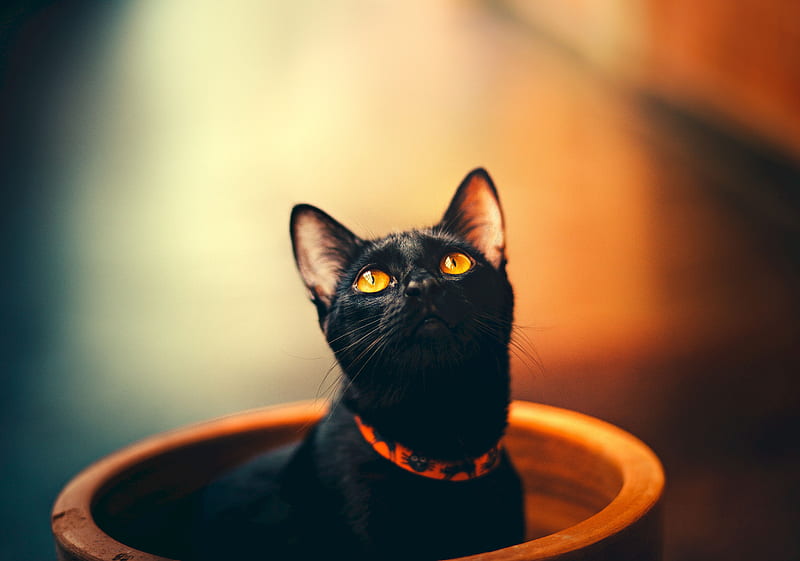 cat, black, sight, collar, HD wallpaper
