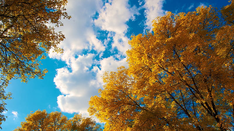 Trees Autumn Clouds, trees, autumn, clouds, nature, HD wallpaper