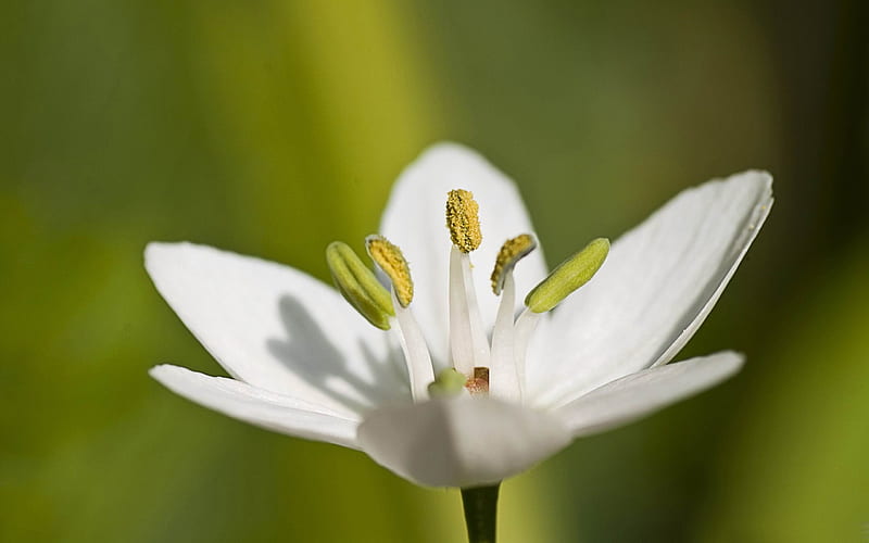 Flores blancas hermosas flores, Fondo de pantalla HD | Peakpx