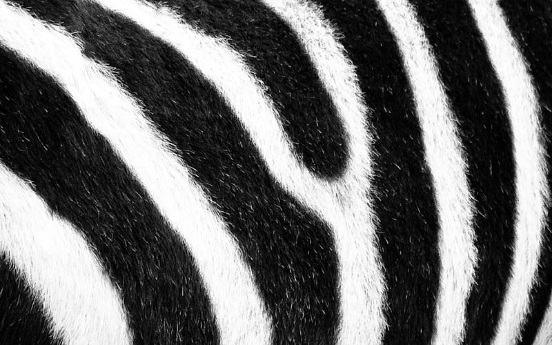 zebra texture, macro, white black background, zebra skin texture, black white stripes, zebra background, zebra wool, striped skin, HD wallpaper