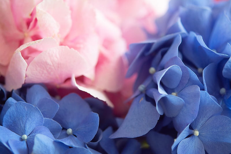 Hydrangea, macro, vara, summer, flower, pink, skin, blue, HD wallpaper