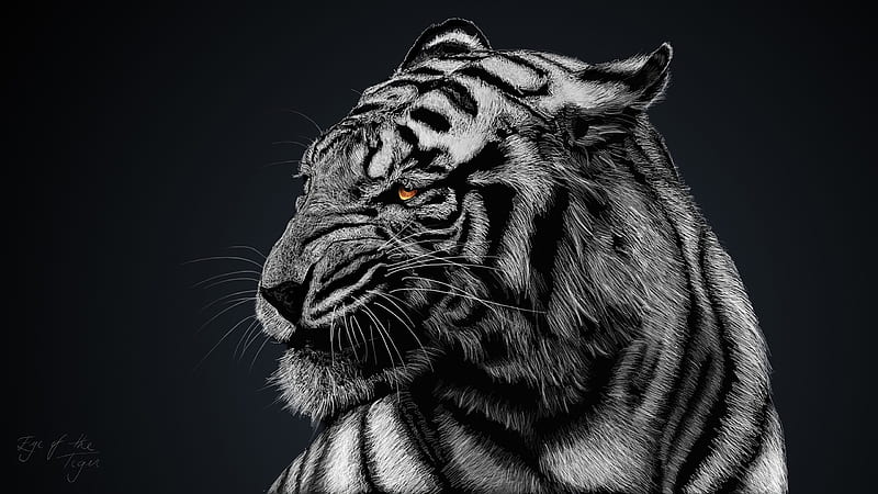 Tiger Glow, tiger, animals, artist, artwork, digital-art, HD wallpaper