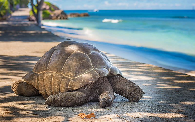 turtle beach, ocean, wildlife, Testudines, HD wallpaper