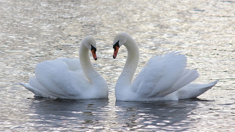 Two White Mute Swans Are Floating On Body Of Water Animals, HD wallpaper |  Peakpx