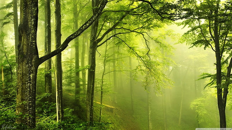 Forest, 1366x768, green, HD wallpaper