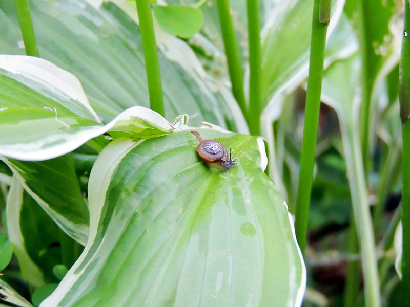 Snail On A Hosta Leaf, Snail, graphy, Nature, Leaf, HD wallpaper