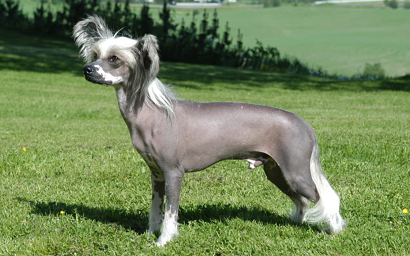Chinese Crested Dog, Small dogs, pets, green grass, HD wallpaper