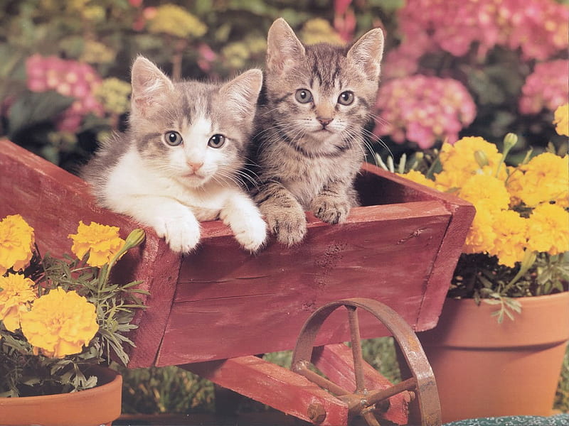Kittens in wheel barrow., wheel barrow, flower, garden, cat, kitten, HD wallpaper
