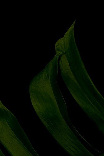 Koja Leaves In The Dark Mood For Your Mobile Phone Wallpaper