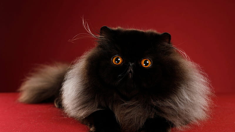 Cute Black Cat Is Lying Down On Red Table In A Red Color Background Having Yellow Eyes Animals, HD wallpaper