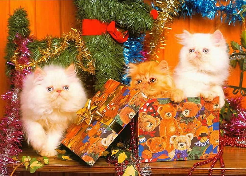 MERRY CHRISTMAS, tree, christmas, kittens, presents, bows, cats, HD wallpaper