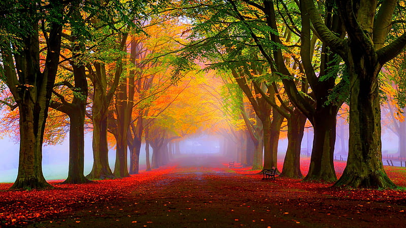 autumn, mist, trees, fall, park, path, gloomy, hazy, Nature, HD wallpaper