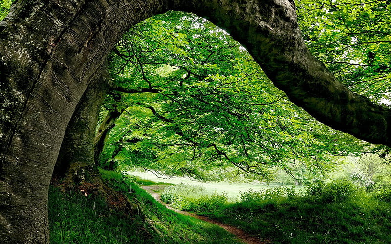 england, path, forest, summer, HD wallpaper