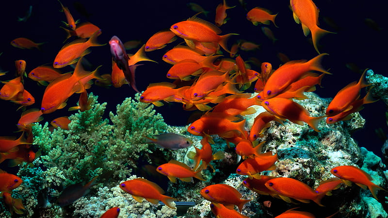 Tropical Fish, red, orange, fish, aquarium, ocean, sea, goldfish, marine  life, HD wallpaper | Peakpx