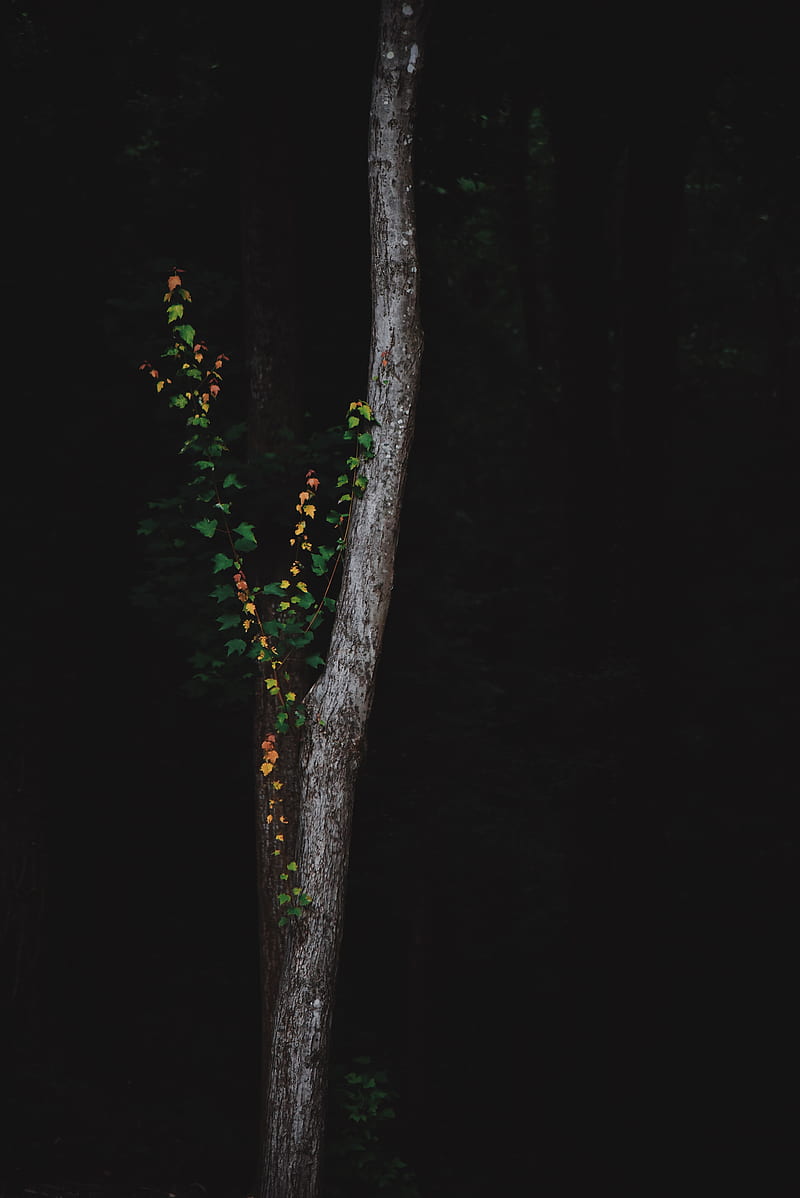 tree, dark, plant, forest, HD phone wallpaper