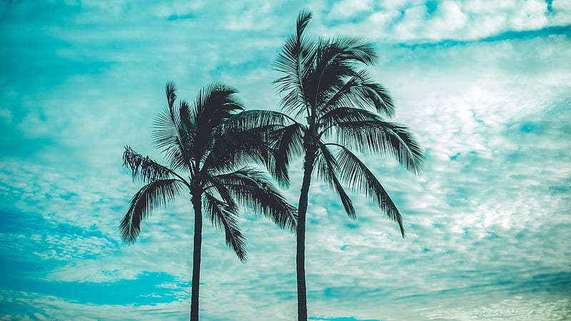 palm trees, tops, sky, clouds, trees, tropics, HD wallpaper