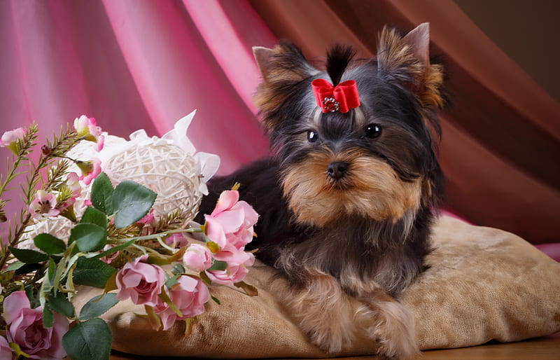 Yorkshire Terrier, red, caine, bow, animal, cute, flower, pink, puppy, dog, HD wallpaper