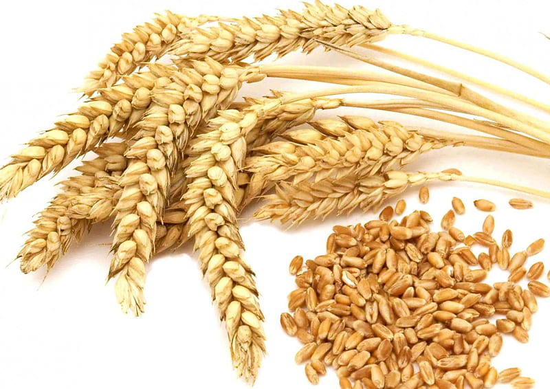 Wheat Grains, Grains, Field, Wheat, Flower, HD wallpaper