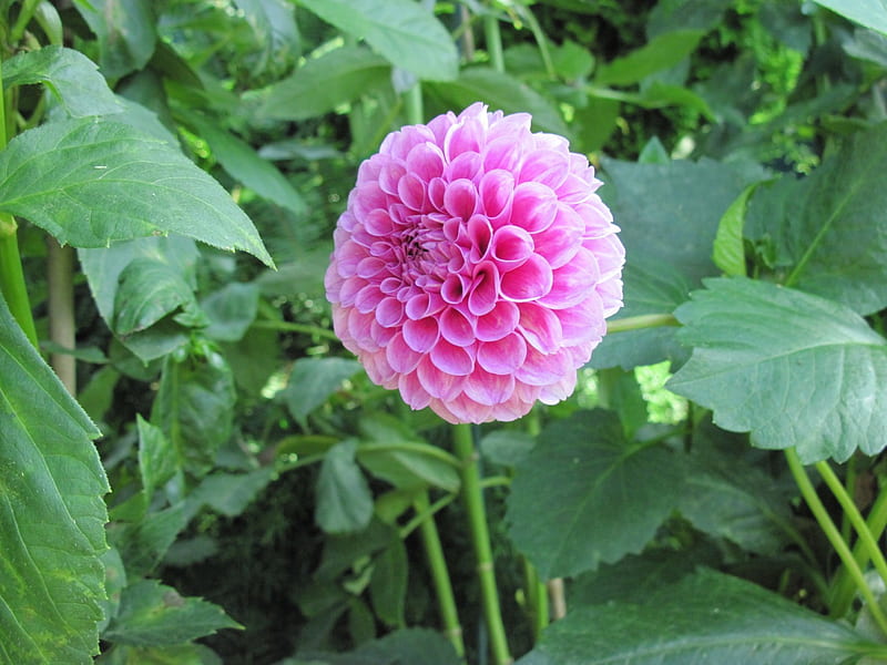 Pink Dahlia at the Garden, graphy, green, Dahlia, Flowers, pink, leaf, HD wallpaper