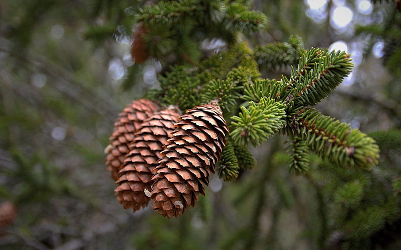 Pine Cones, forest, nature, tree, pinecones, Latvia, HD wallpaper