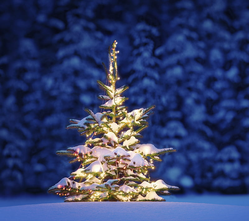 Christmas Tree, lights, new year, night, snow, winter, HD wallpaper ...