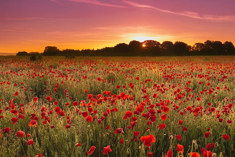 Flowers, Sunset, Summer, Flower, , Field, Evening, Poppy, HD wallpaper ...