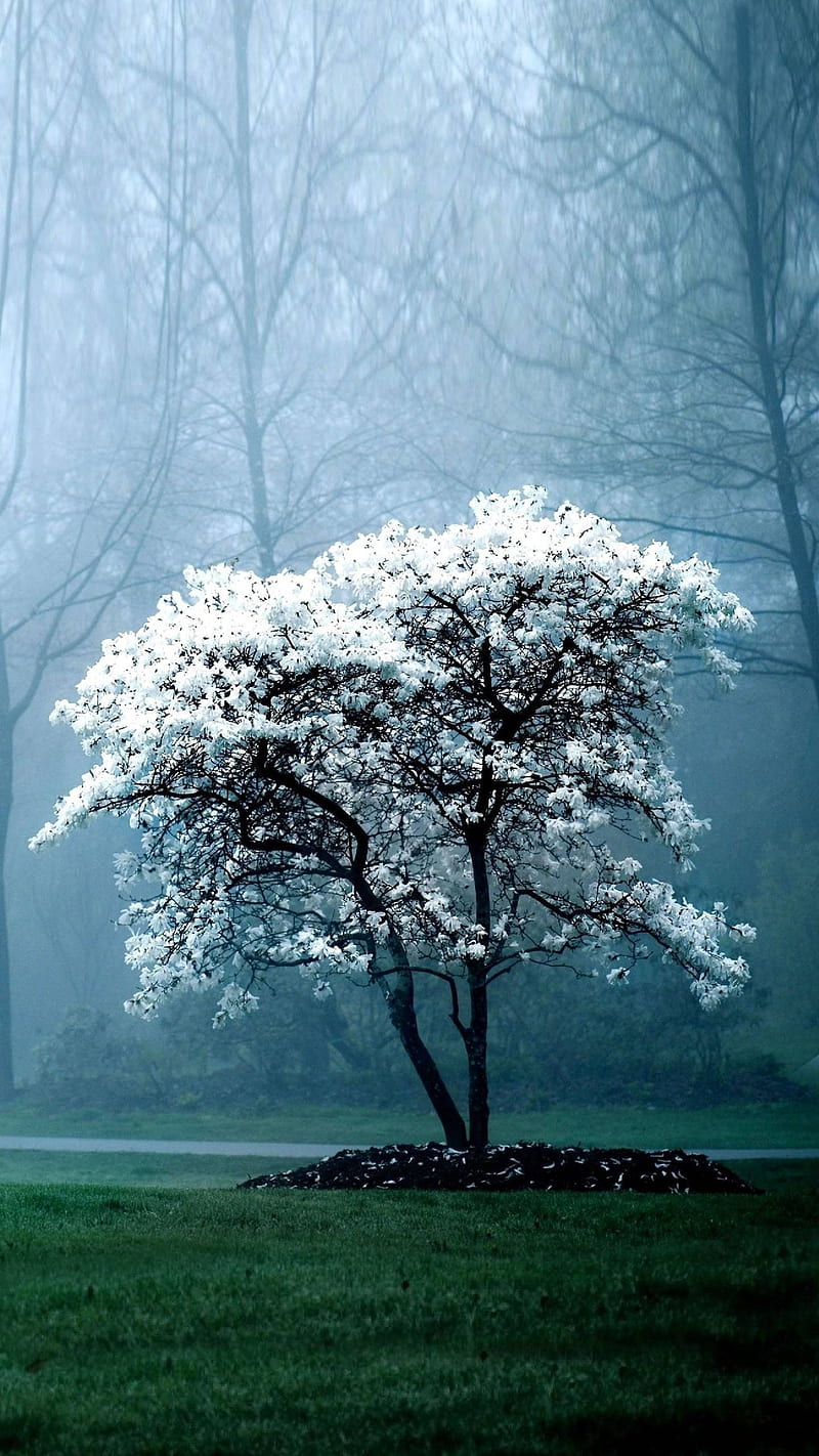 Mientras que el árbol, natural, árbol, blanco, Fondo de pantalla de  teléfono HD | Peakpx