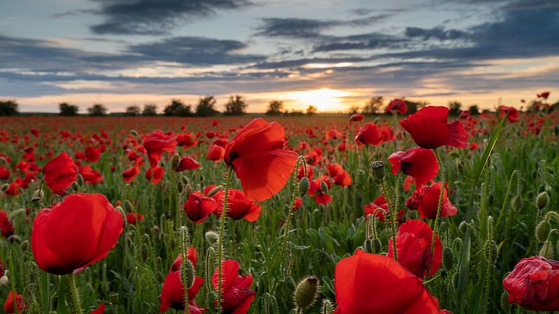Field of Poppies, Wiltshire, England, clouds, trees, blossoms, red, landscape, sunrise, spring, sky, HD wallpaper