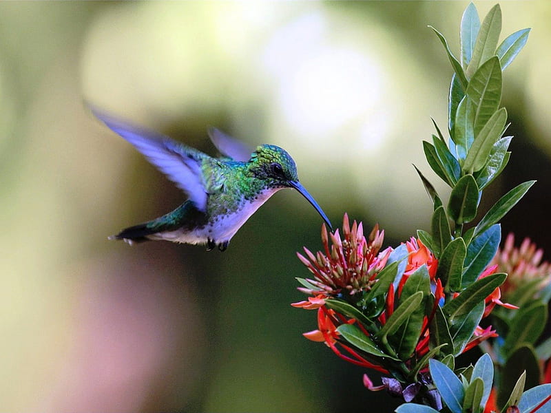 Hummingbird Attack, bird, flowers, beak, nature, hummingbird, nectar, HD wallpaper