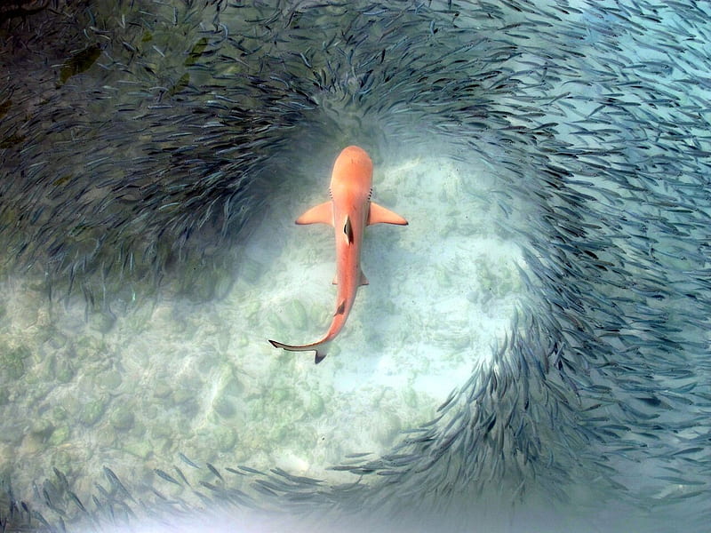 Orange Shark Surrounded by Fish, HD wallpaper