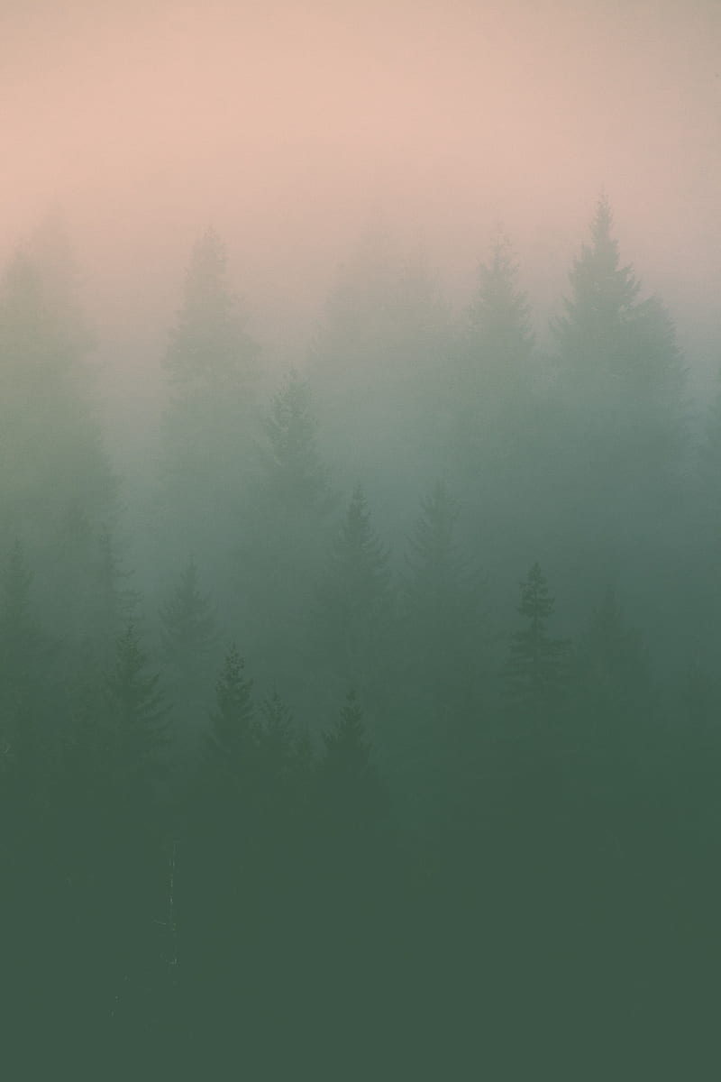 fog, trees, silhouettes, haze, HD phone wallpaper