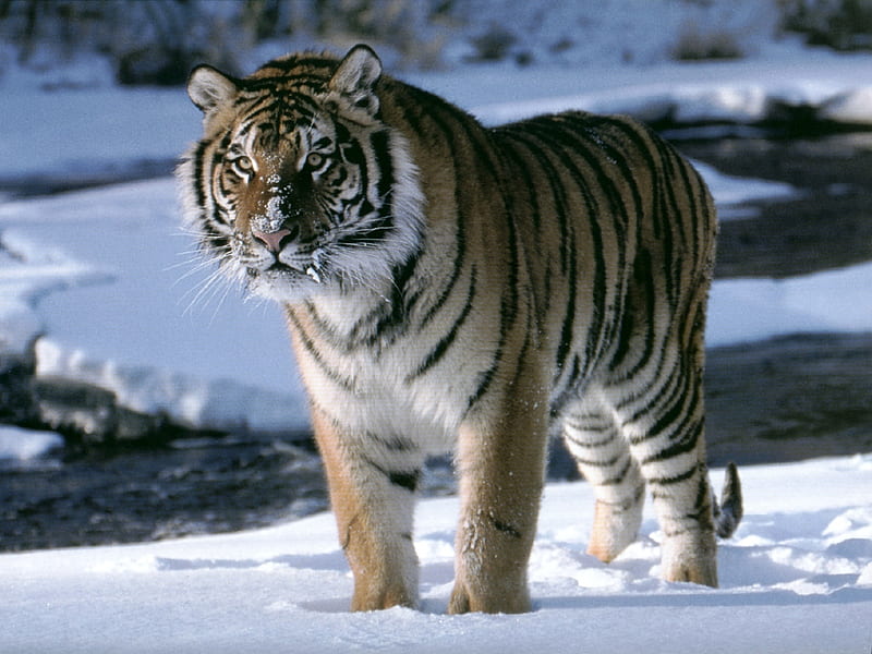 Siberian Tiger, tiger, tiger, animal, HD wallpaper