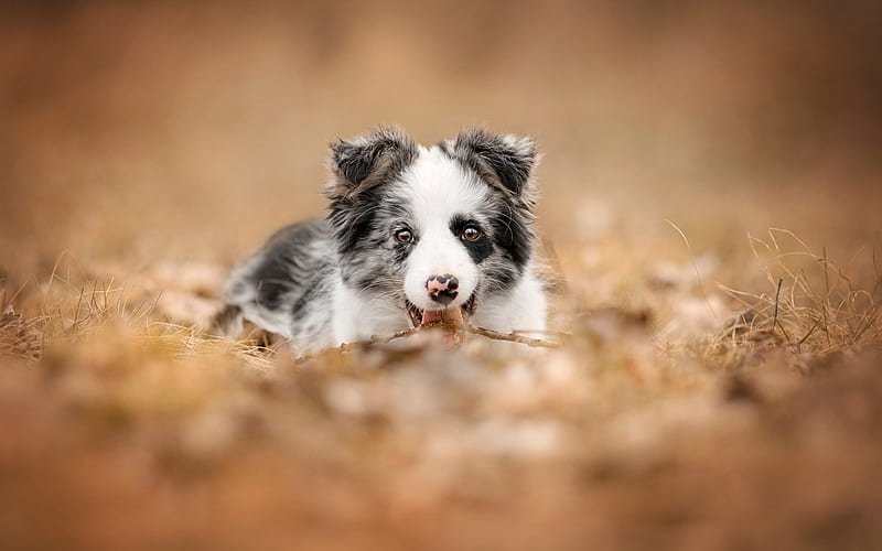 australian shepherd, puppy, autumn, yellow leaves, pets, puppies, dogs, aussies, cute animals, Border Collie, HD wallpaper
