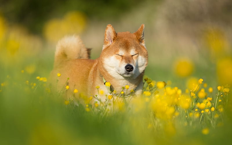 Shiba Inu, lawn, pets, bokeh, cute dog, dogs, Shiba Inu Dog, HD wallpaper