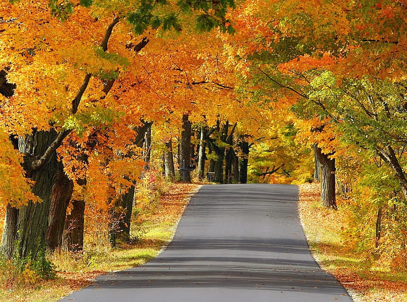 Autumn Road, scenic view, scenic autumn, autumn path, golden trees, scenic fall, beautiful autumn, fall road, autumn trail, HD wallpaper