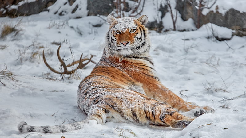 siberian tiger, tiger, snow, cat, winter, cold, HD wallpaper