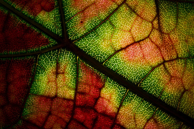 leaf, veins, macro, autumn, colorful, HD wallpaper