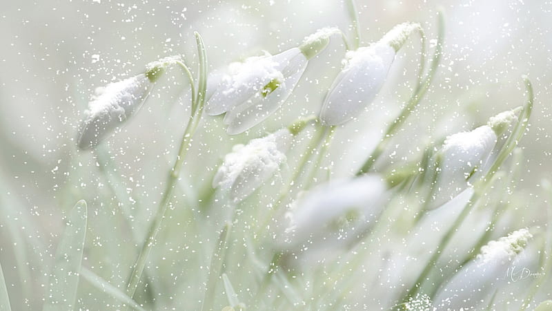 Snow on Snowdrops, fresh, blossoms, flowers, spring, blooms, winter, Firefox theme, early, snow, light, HD wallpaper