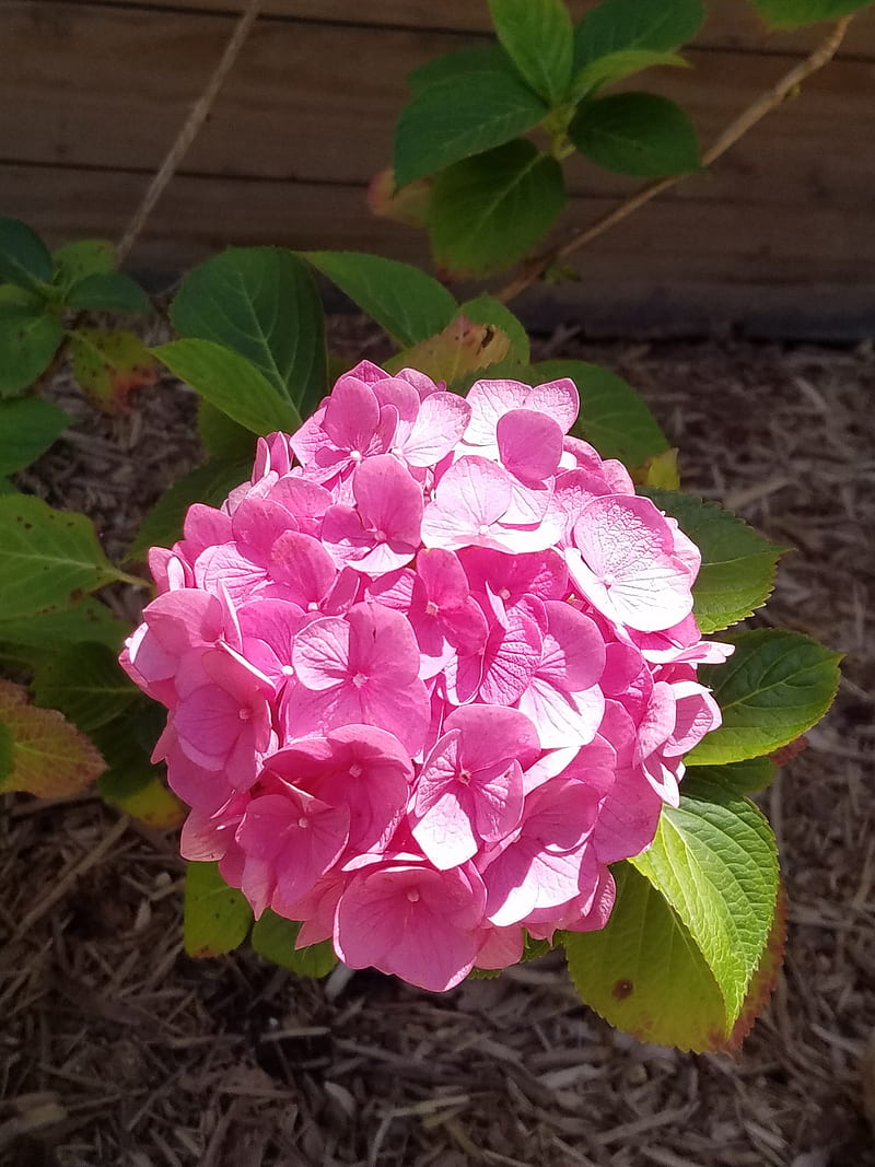 Hortensia rosa, flor, naturaleza, exterior, pétalos, Fondo de pantalla